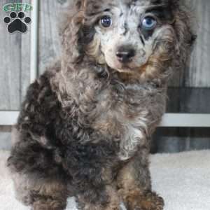 Brent, Miniature Poodle Puppy